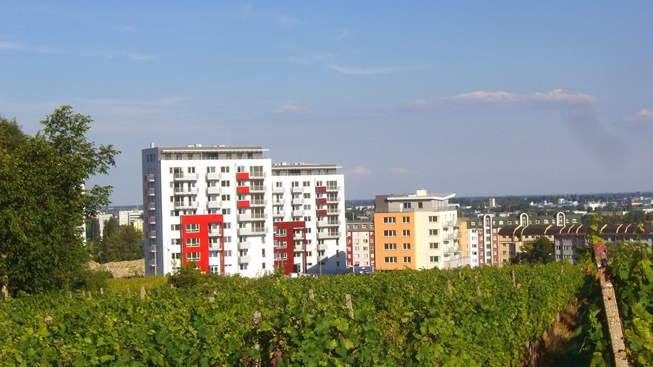 Rača Vineyards Rača Vineyards